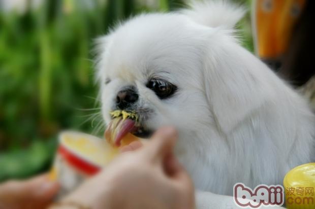 寵物犬