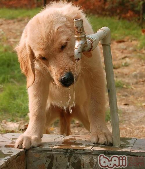 金毛犬