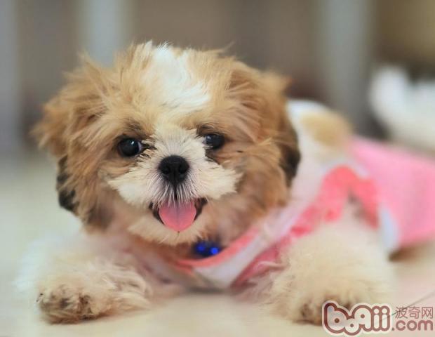 寵物犬