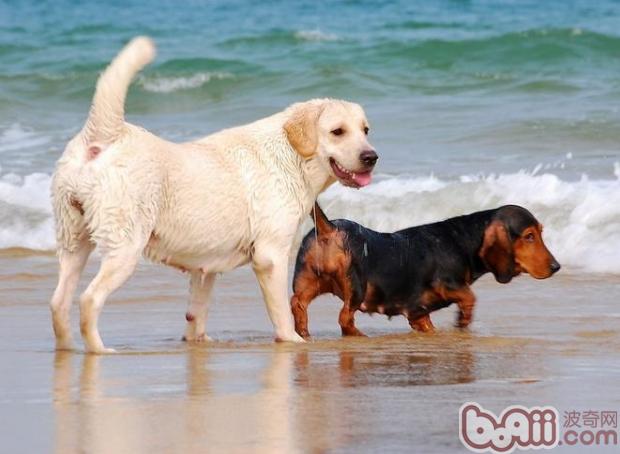 寵物犬