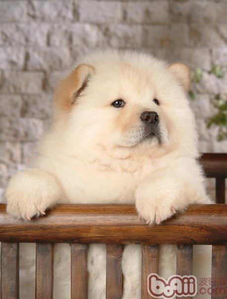松獅犬