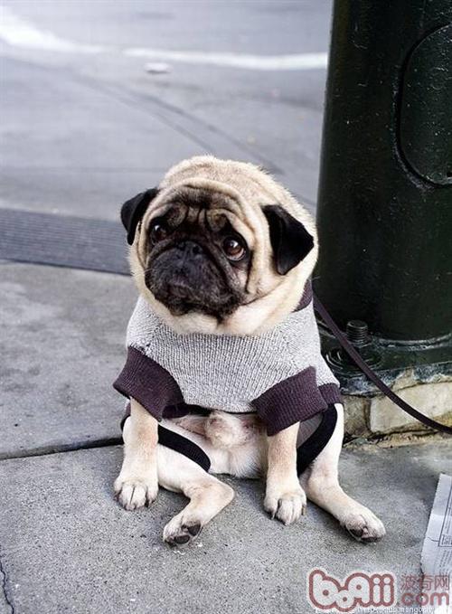 八哥犬