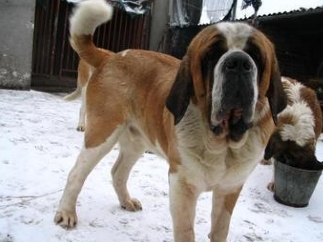 聖伯納犬