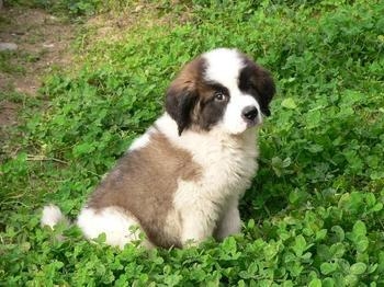 聖伯納犬