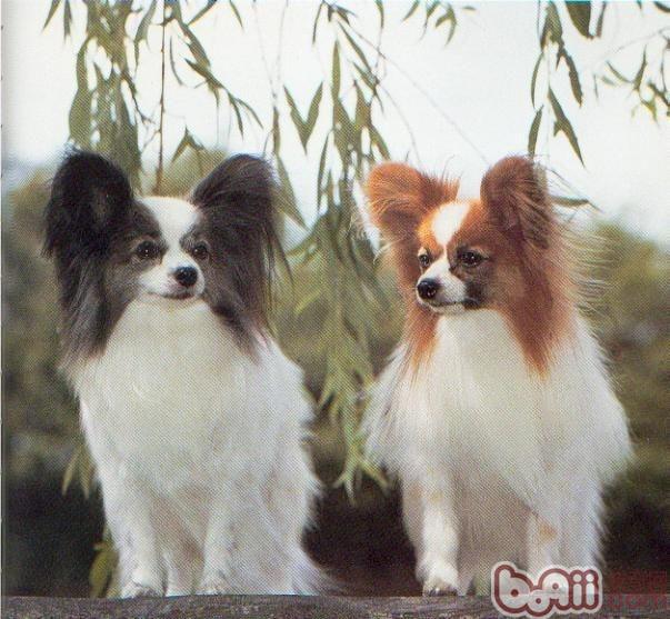 蝴蝶犬