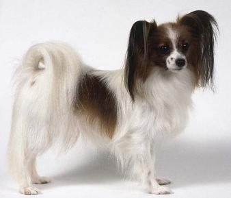 蝴蝶犬 