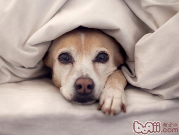 寵物犬