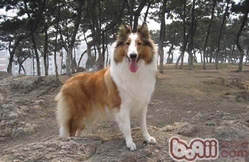 蘇格蘭牧羊犬