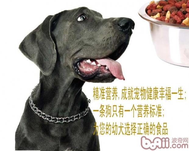 寵物狗