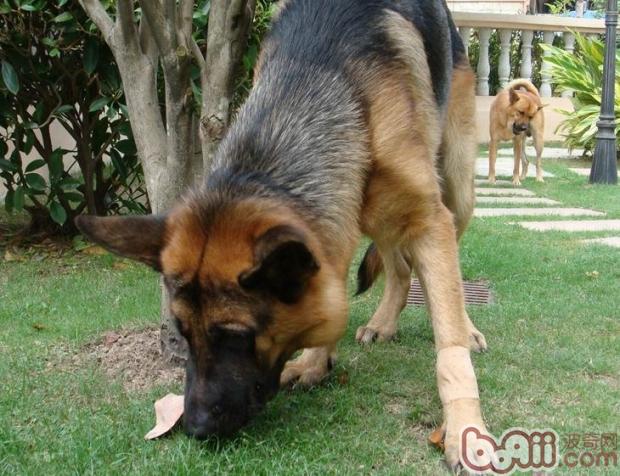 寵物犬