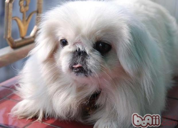 寵物犬