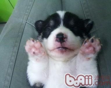 寵物犬