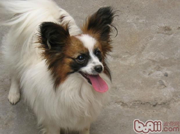 蝴蝶犬