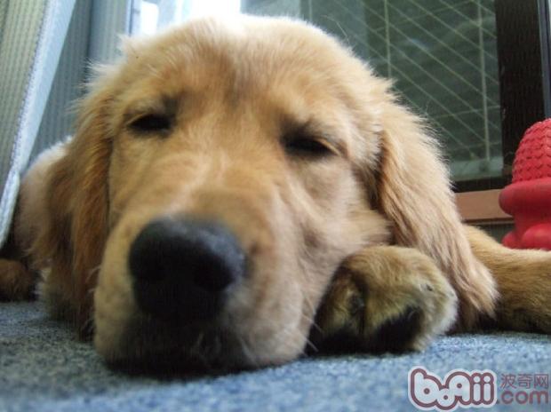 金毛犬