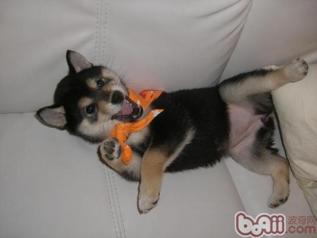 寵物犬