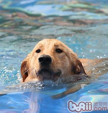 金毛犬