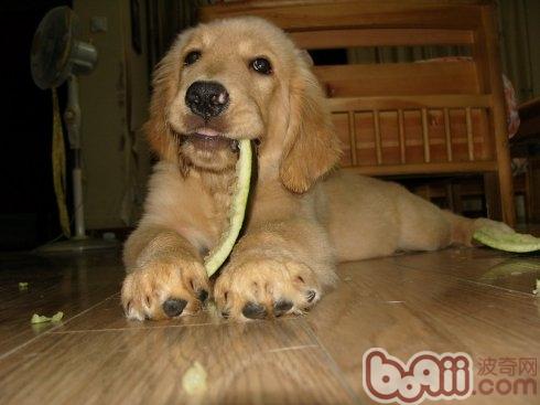 金毛犬