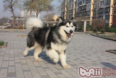 阿拉斯加犬