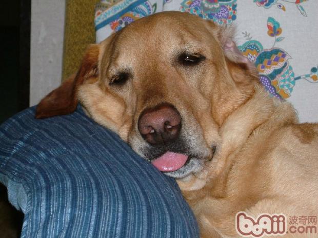 寵物犬