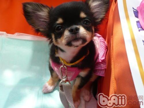 寵物犬