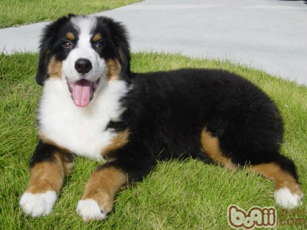 寵物犬