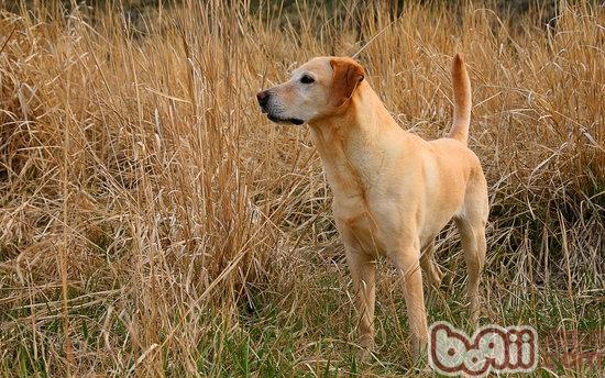 寵物犬