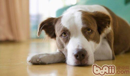 寵物犬