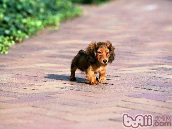 寵物犬