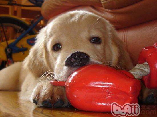 金毛犬