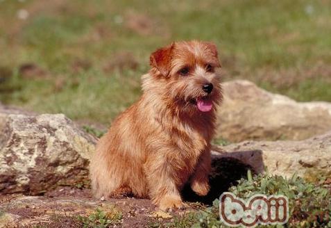 寵物犬