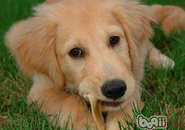 金毛犬