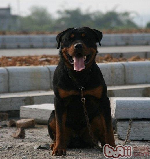羅威納犬
