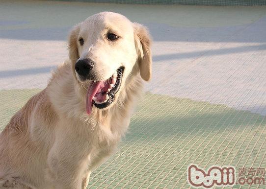 金毛犬