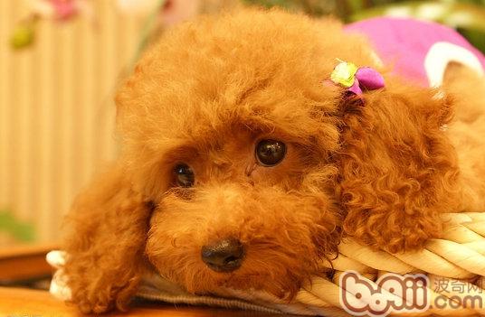 貴賓犬
