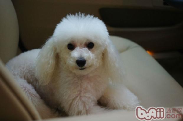 貴賓犬