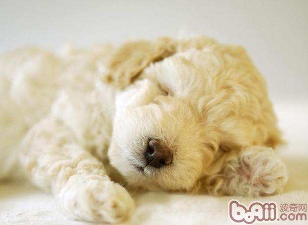 貴賓犬
