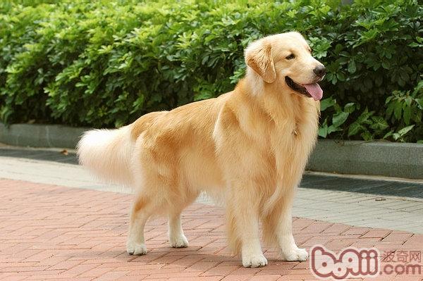 金毛犬