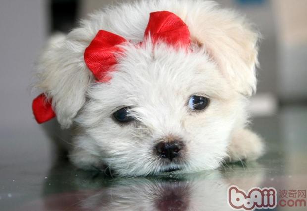 寵物犬