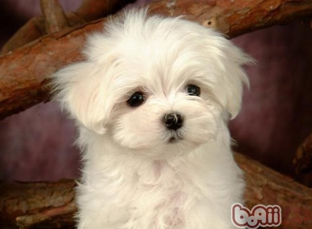 寵物犬