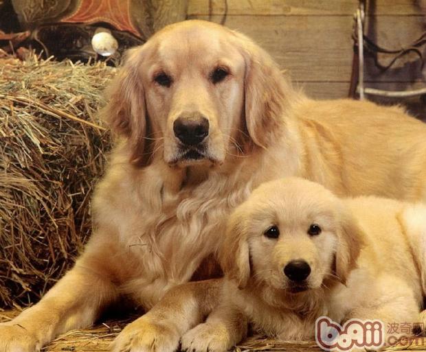 金毛犬