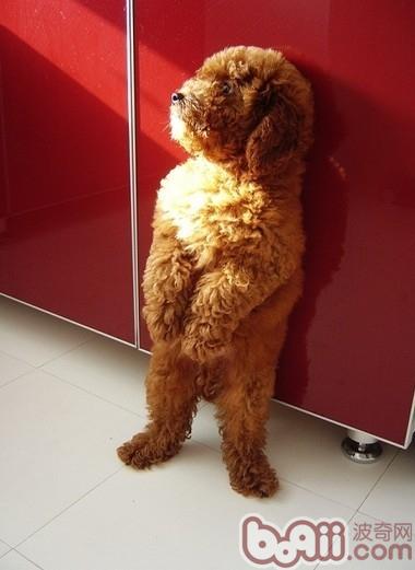 貴賓犬