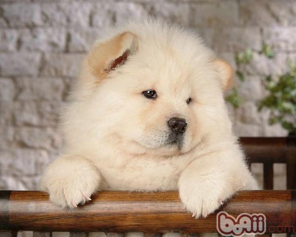 松獅犬