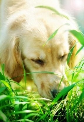 金毛犬