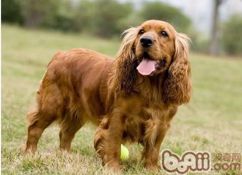 可卡犬