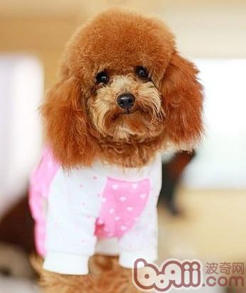 貴賓犬
