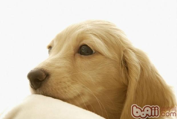 寵物犬