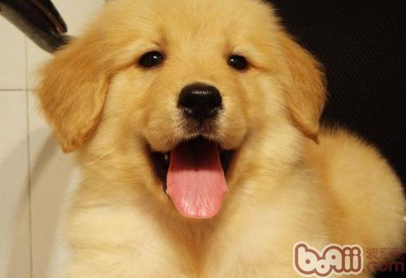 金毛犬