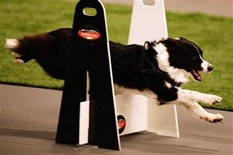 寵物犬