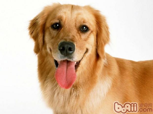 金毛犬