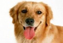 狗狗年齡與人類年齡的換算